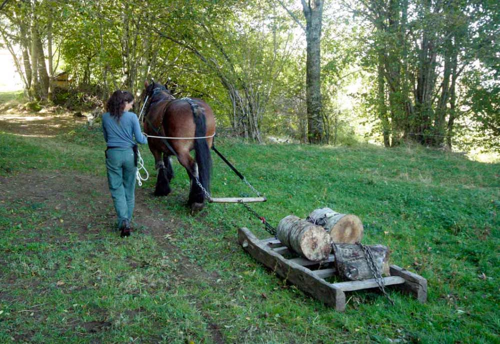 Hortense qui débarde du bois à cheval